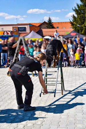 policjantka - jako druh OSP ze swoim psem podczas pokazu jak przechodzi on po drabinie, w tle tłum ludzi