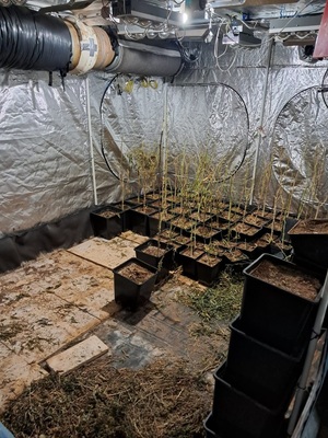 plantacja marihuany wewnątrz budynku